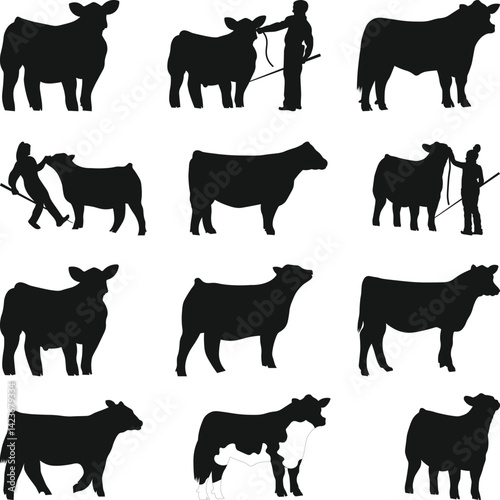 Show Steer Silhouette SVG, Cattle Show Silhouette, Print Show Heifer Silhouettes, show heifer Vector, Livestock