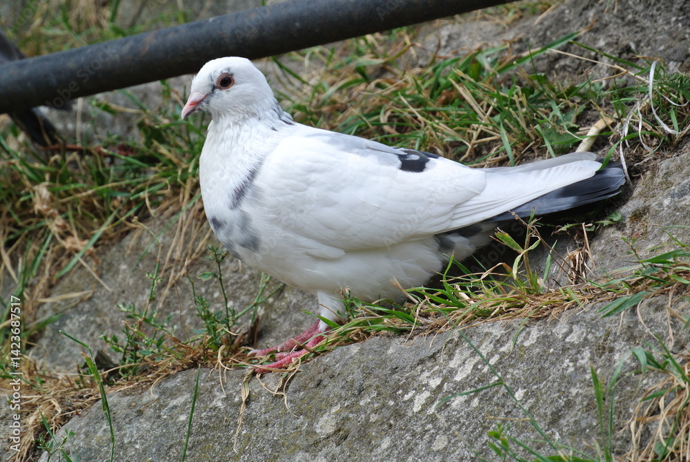 Obraz premium White Pigeon with Black Markings Standing on Rocky Ground with Green Plants in the Background
