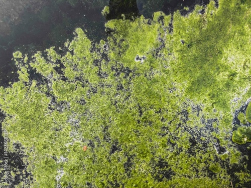 Green algae growing on the surface of dark polluted water, showcasing natural resilience. This symbiotic aquatic life reflects ecological issues