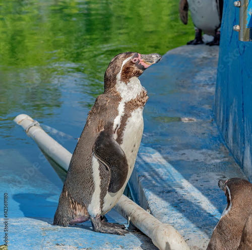 Humboldt's Funny Penguin (Spheniscus humboldti)