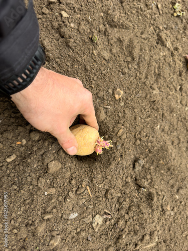 planting a potato in the spring 