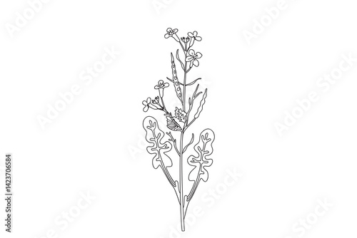 Line art wildflower isolated on white background. Hand drawn botanical outline plant with stems, leaves, flowers vector illustration. Graphic design doodle element for Birthday Invitation Card Print
