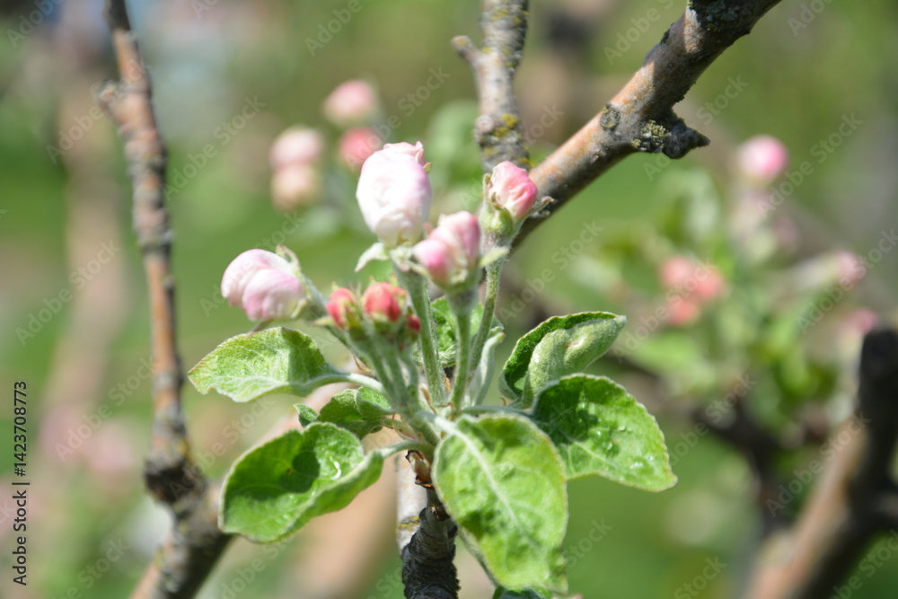 Blossom buds on apple tree branch in spring garden close-up Blossom buds on apple tree branch in spring garden close-up