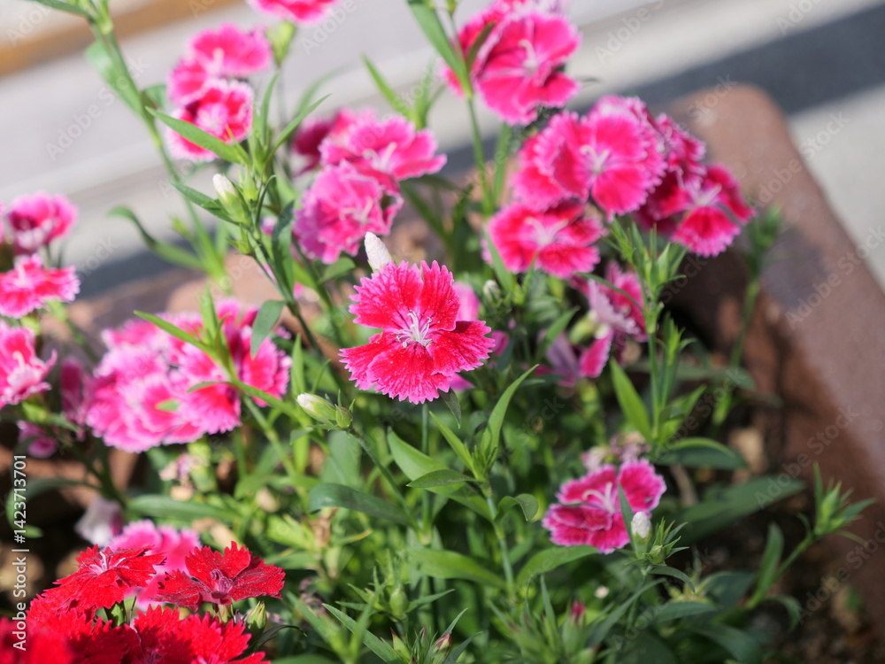 花壇で咲いているナデシコの花 花壇で咲いているナデシコの花