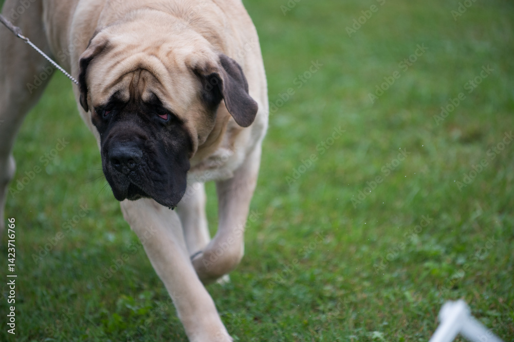 Fototapeta premium Bullmastiff turning in the dog show ring