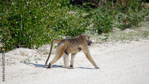 Troop of baboons in the Okavango delta Botswana