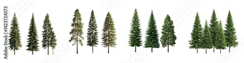 Collection of evergreen trees various sizes and coniferous species isolated transparent background