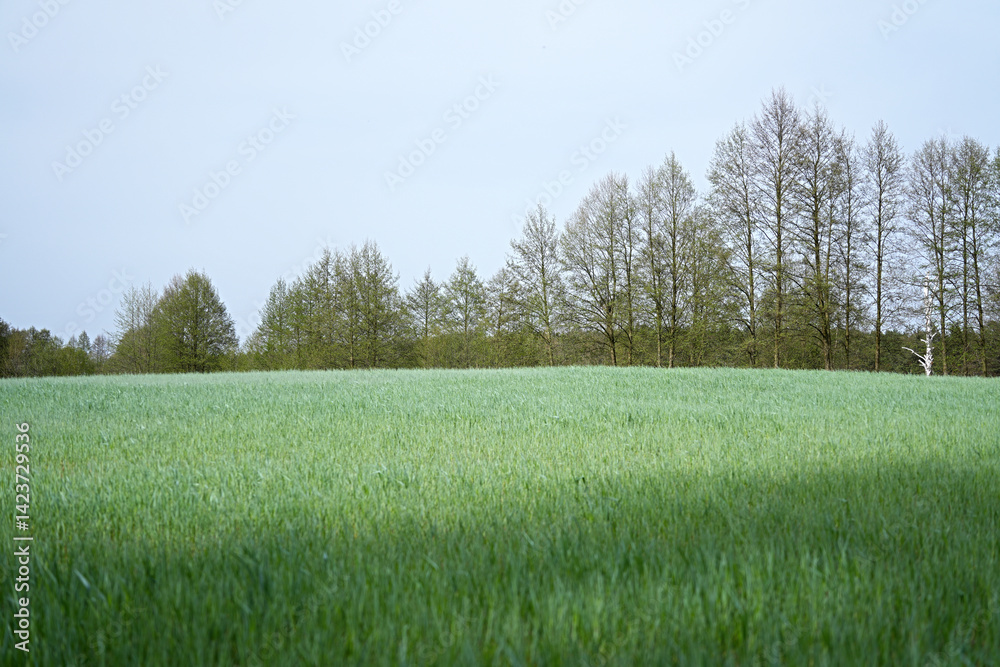 Fototapeta premium Spring field with green cereal crops against the background of forest