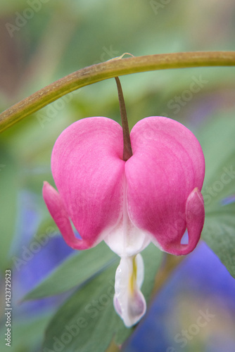 Beautiful heart-shaped garden flower.