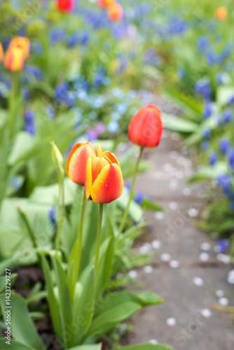 Obraz na płótnie Colorful spring flowers in the garden, tulips. w salonie