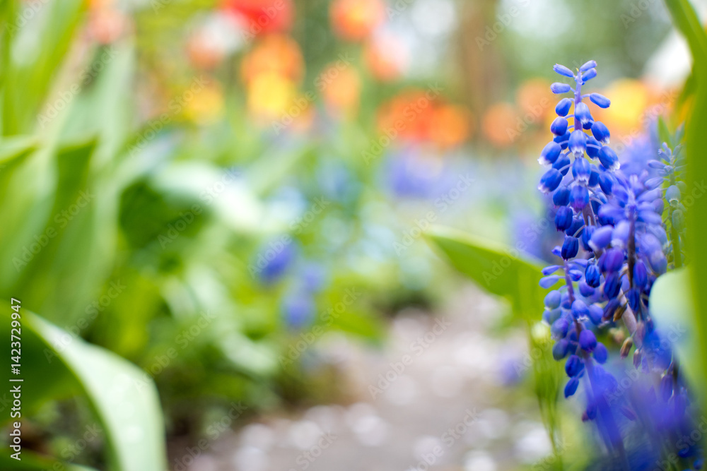 Flower path in the garden, spring time.