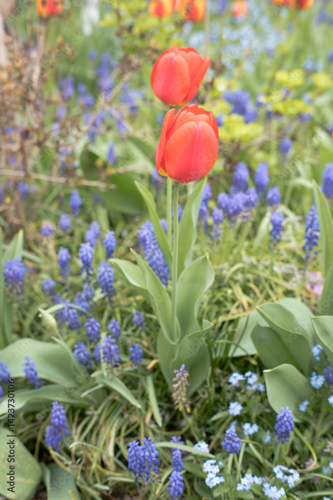 Colorful spring flowers in the garden, tulips.