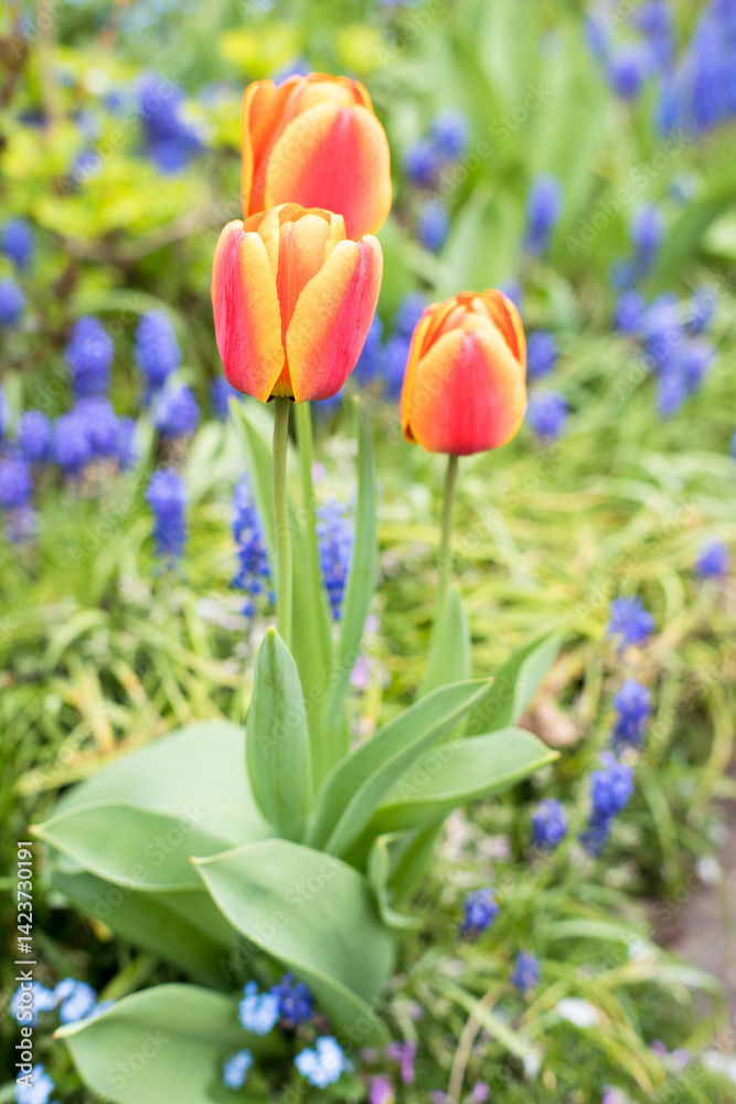 Colorful spring flowers in the garden, tulips.