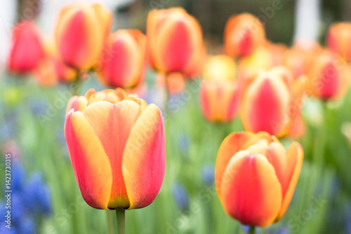 Obraz na płótnie Colorful mixed tulips, spring in the garden. w salonie