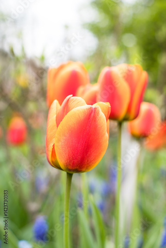 Obraz na płótnie Colorful mixed tulips, spring in the garden. w salonie