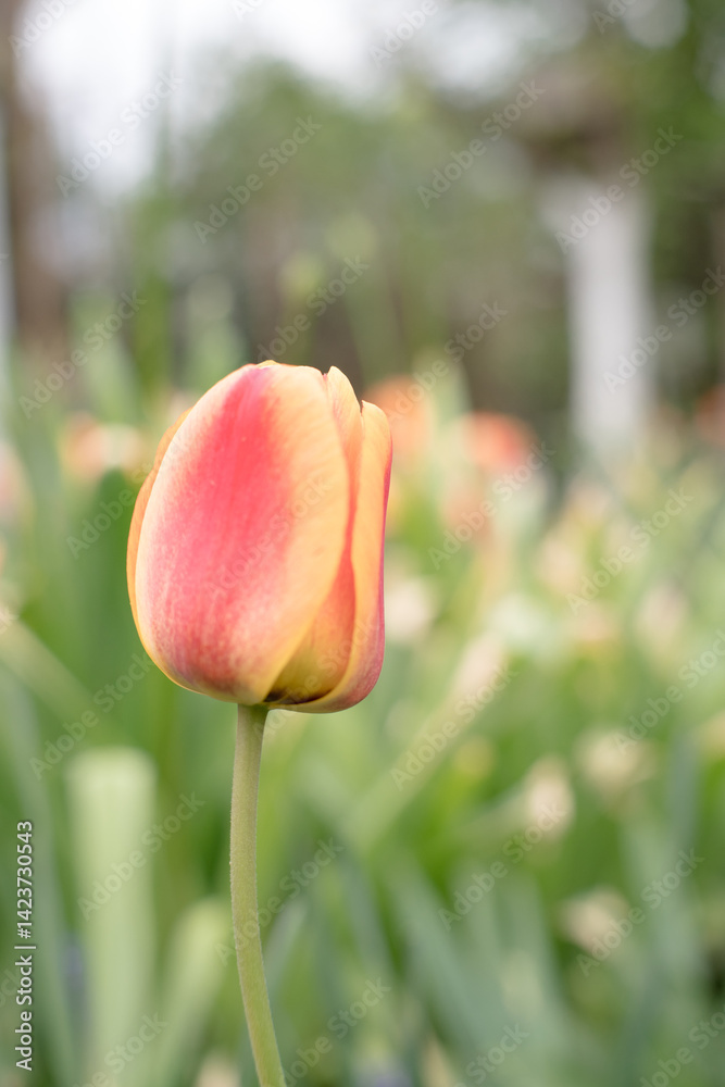 Colorful mixed tulips, spring in the garden.