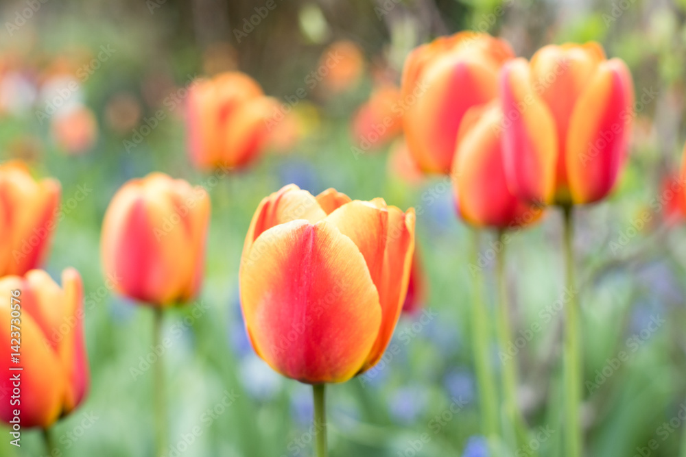 Colorful mixed tulips, spring in the garden.