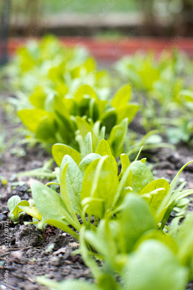 Young spinach leaves in the garden.
