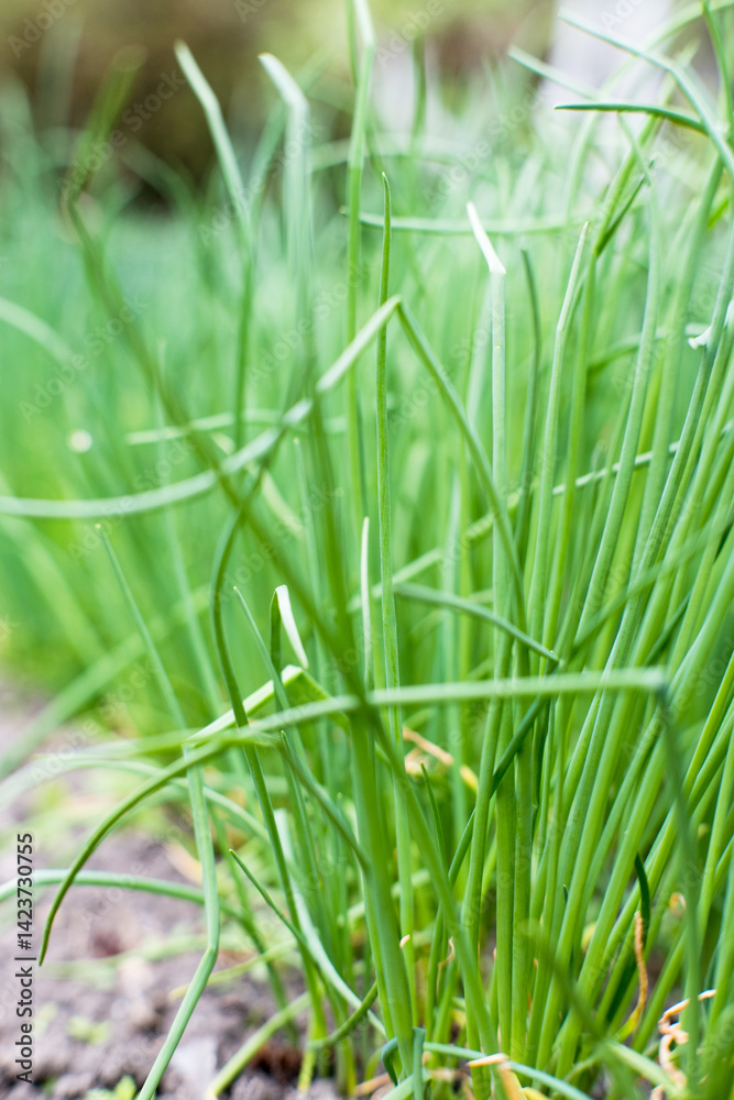 Chives growing in the garden.