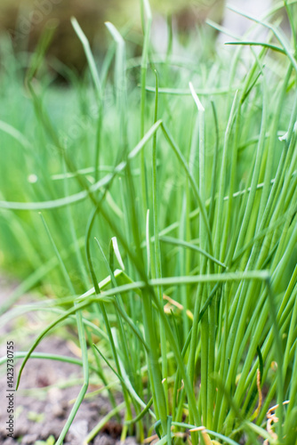 Obraz na płótnie Chives growing in the garden. w salonie