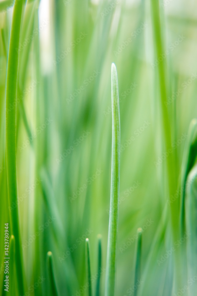 Young shoots of the plant.