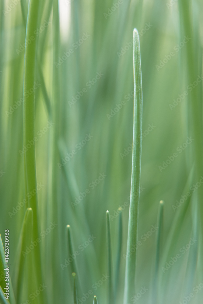 Chives growing in the garden.