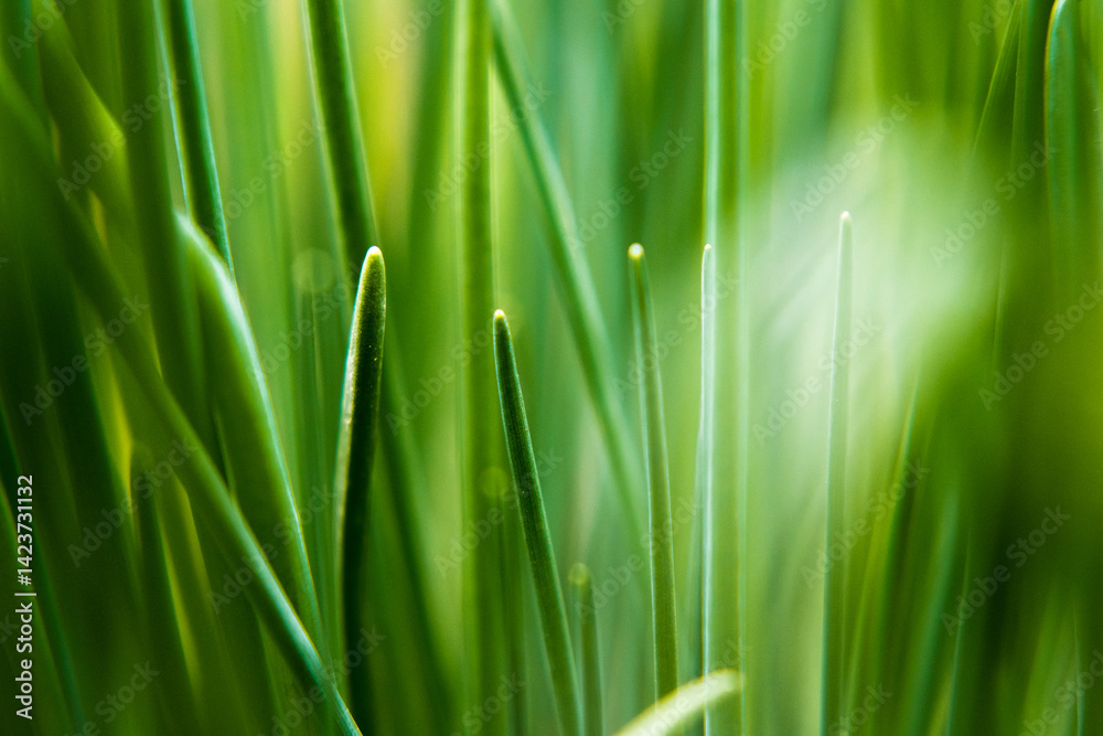 Chives growing in the garden.