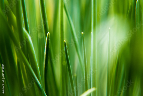 Obraz na płótnie Chives growing in the garden. w salonie