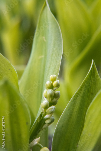 Obraz na płótnie Young lily of the valley flowers w salonie