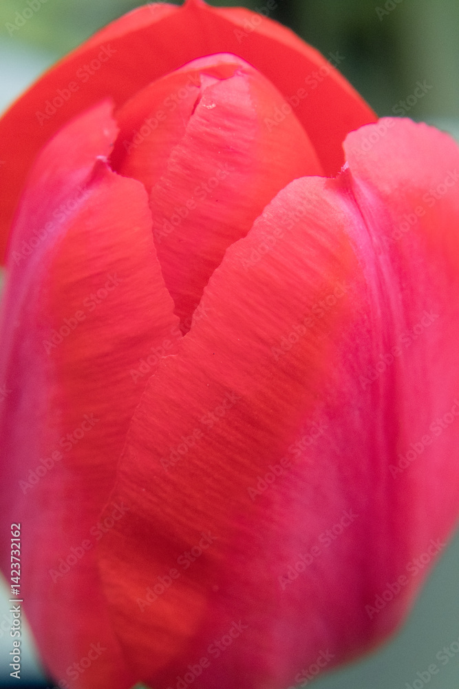 Red flower petals, garden tulip.