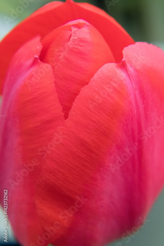 Red flower petals, garden tulip.