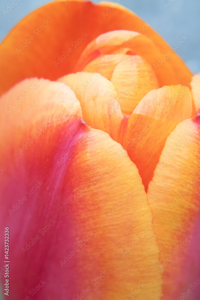 Colorful flower petals, garden tulip.