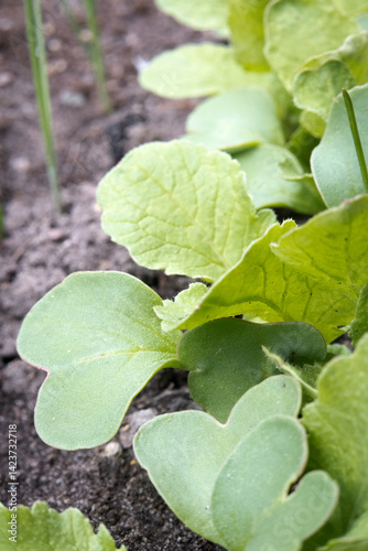 Obraz na płótnie Young radish growing in the garden. w salonie