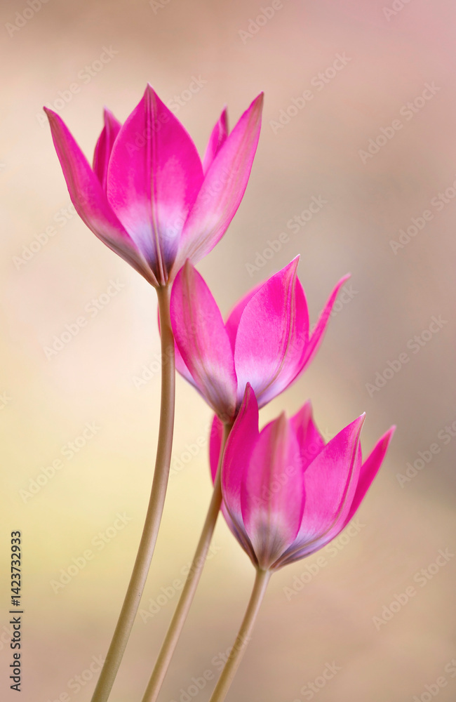 Różowe Tulipany botaniczne na zielonym tle, tapeta, dekoracja.