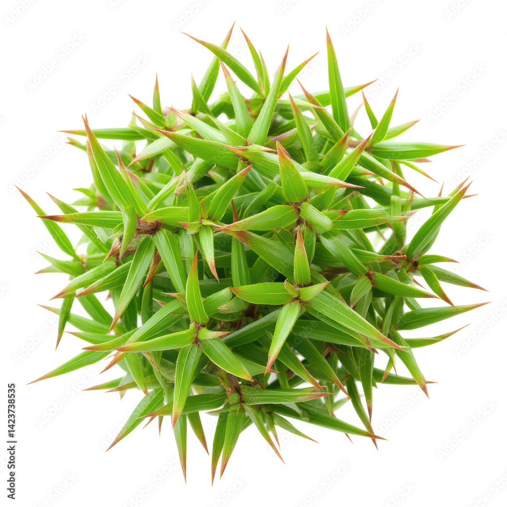 Fototapeta premium Close-Up View of a Green Spiky Plant with Sharp Leaves and Texture, isolated on transparent background.