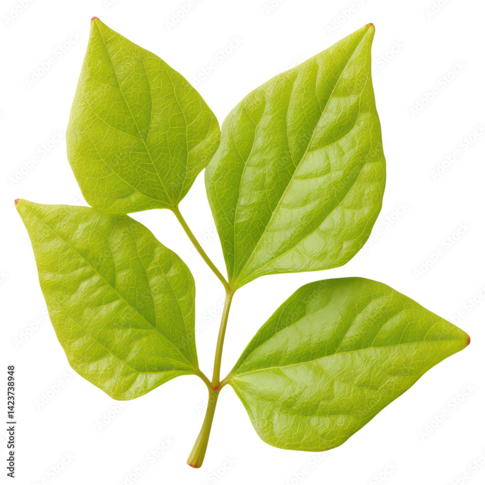 Obraz premium Fresh Green Leaves with Textured Surface for Nature Backgrounds, isolated on transparent background.