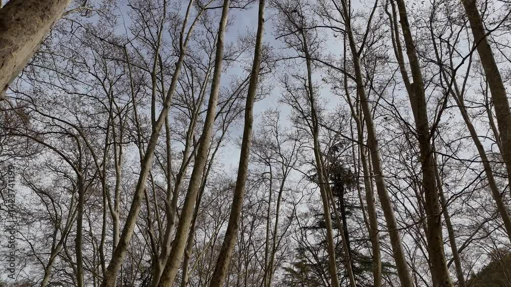 Natures Winter Scene. This tranquil video captures the essence of a forest in winter. Perfect for those seeking peace and natural beauty in their projects. Natures Winter Scene. This tranquil video captures the essence of a forest in winter. Perfect for those seeking peace and natural beauty in their projects.