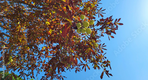 Εκτύπωση καμβά Fruits on a horse chestnut tree against a blue sky background