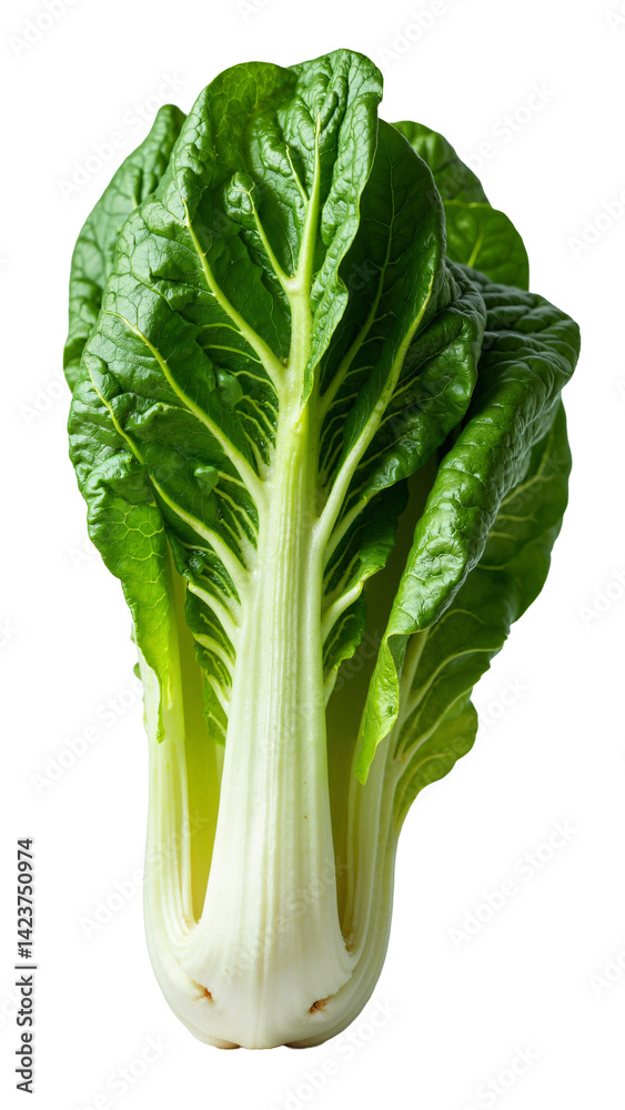 Fresh Green Endive Leaf Isolated on Transparent Background for Food Marketing and Healthy Eating Campaigns Fresh Green Endive Leaf Isolated on Transparent Background for Food Marketing and Healthy Eating Campaigns
