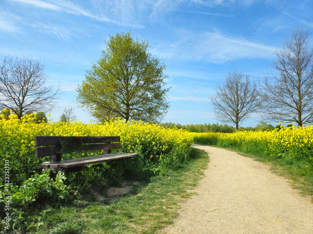 Fototapeta premium Landscape picture of two rapeseed fields taken during spring of way path in between. Canola Fields. Spring natural landscape against a bright blue sky.