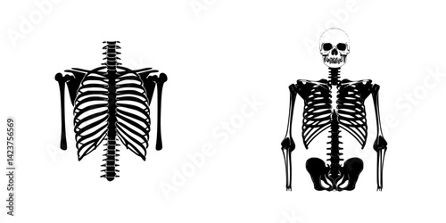 Anatomical icon set showcasing ribcage and full skeleton designs for educational and creative purposes