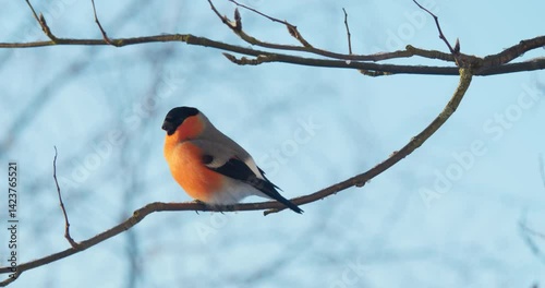 A red male bullfinch sits on a branch against a blue sky and flies away