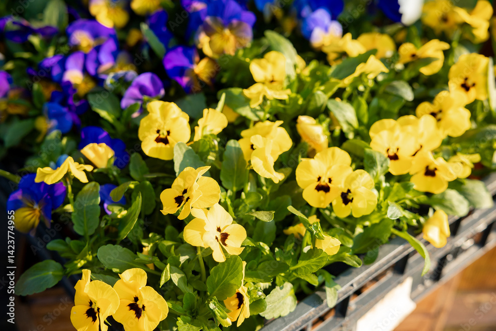 Vibrant yellow and purple pansies in full bloom arranged in trays under sunlight, with additional trays of flowers visible in the background.