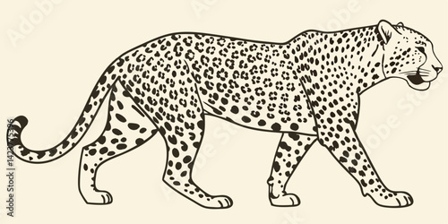 Elegant Profile of a Spotted Leopard Walking in Profile View