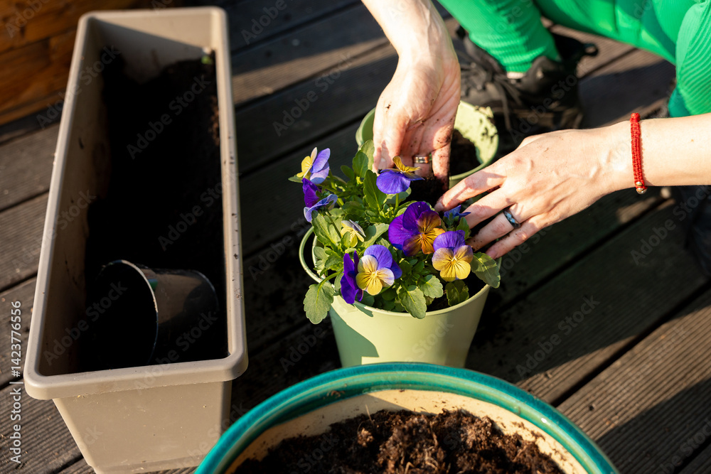 A person arranges soil around purple and yellow flowers in a green pot on a wooden deck. Nearby are pots, soil, and a small black container in sunlight.