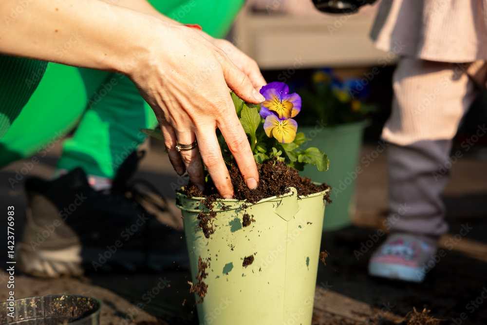 Close up of hands planting a purple and yellow flower in a light green pot, with soil scattered around and a child partially visible in the background.