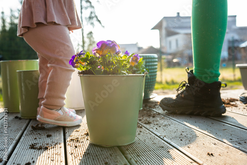 Obraz na płótnie Close up of a potted plant with purple flowers on a wooden deck, scattered soil, and two individuals' legs in a sunlit outdoor environment. w salonie