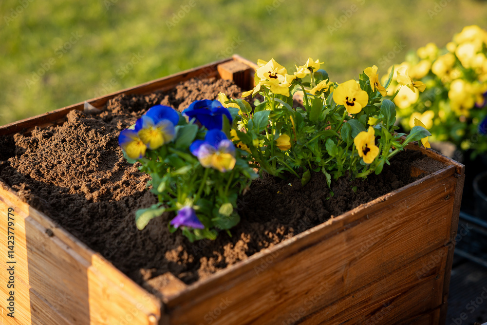 A wooden planter box filled with soil holds vibrant blue and yellow pansies. The blurred grassy background emphasizes the flowers and rich brown soil.