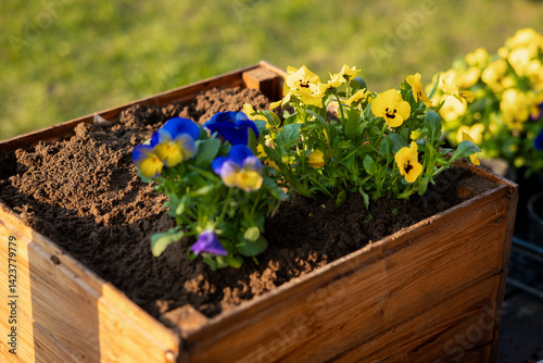 Obraz na płótnie A wooden planter box filled with soil holds vibrant blue and yellow pansies. The blurred grassy background emphasizes the flowers and rich brown soil. w salonie