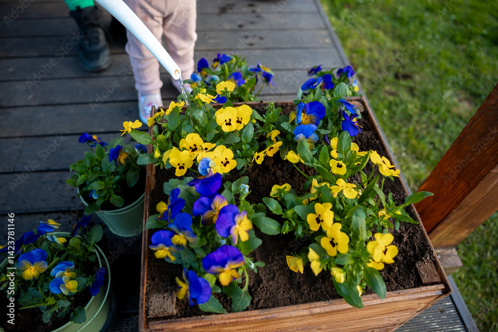 A wooden planter box with yellow and blue pansies is watered using a white watering can. Additional flower pots sit on a wooden deck near grass.